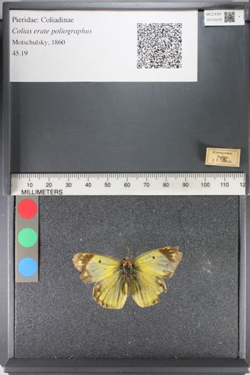 Media type: image;   Entomology 125279
